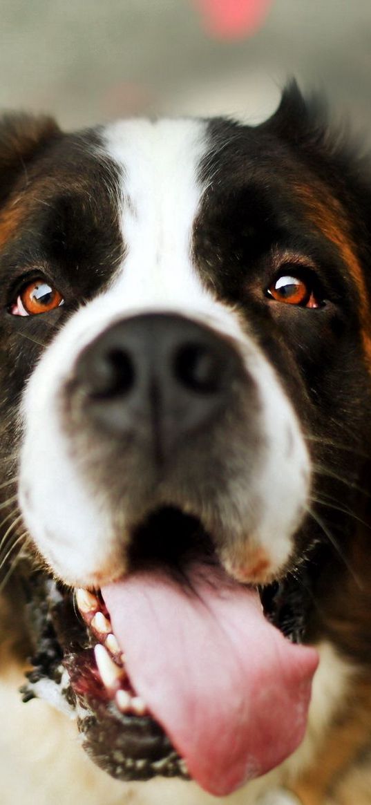 dog, protruding tongue, face, eyes