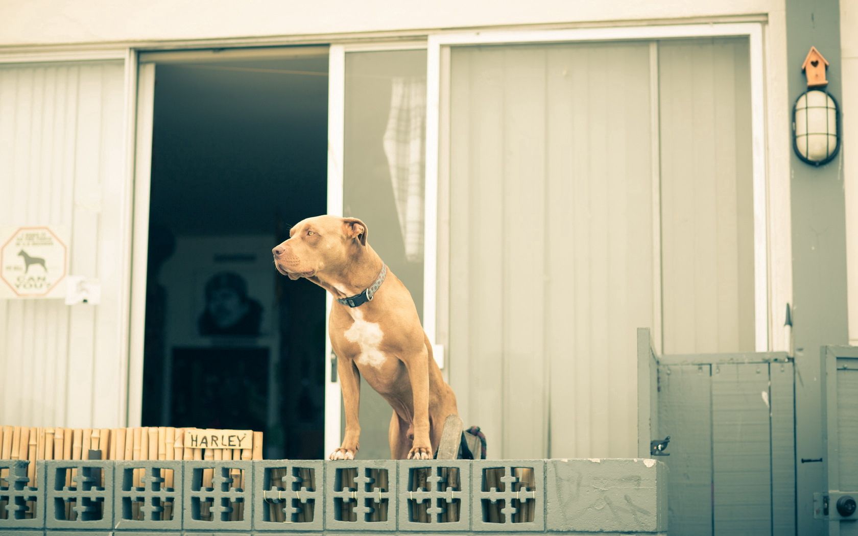 dogs, building, purebred