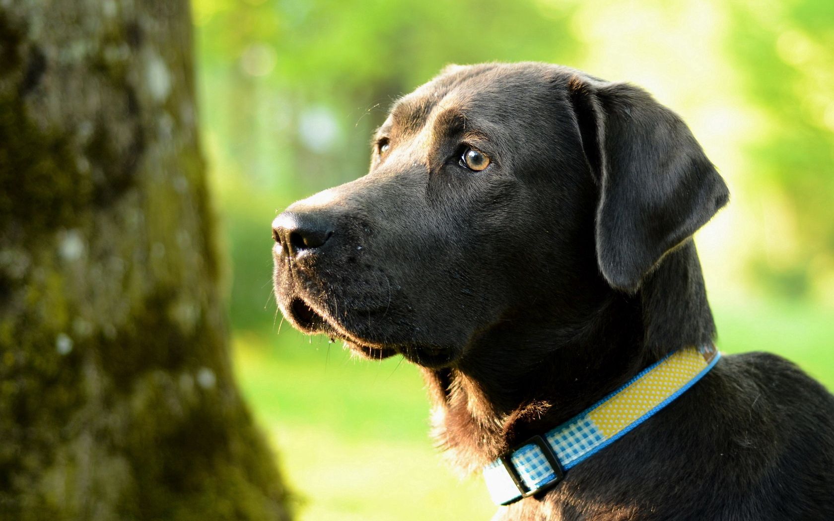 dogs, profile, face, green background