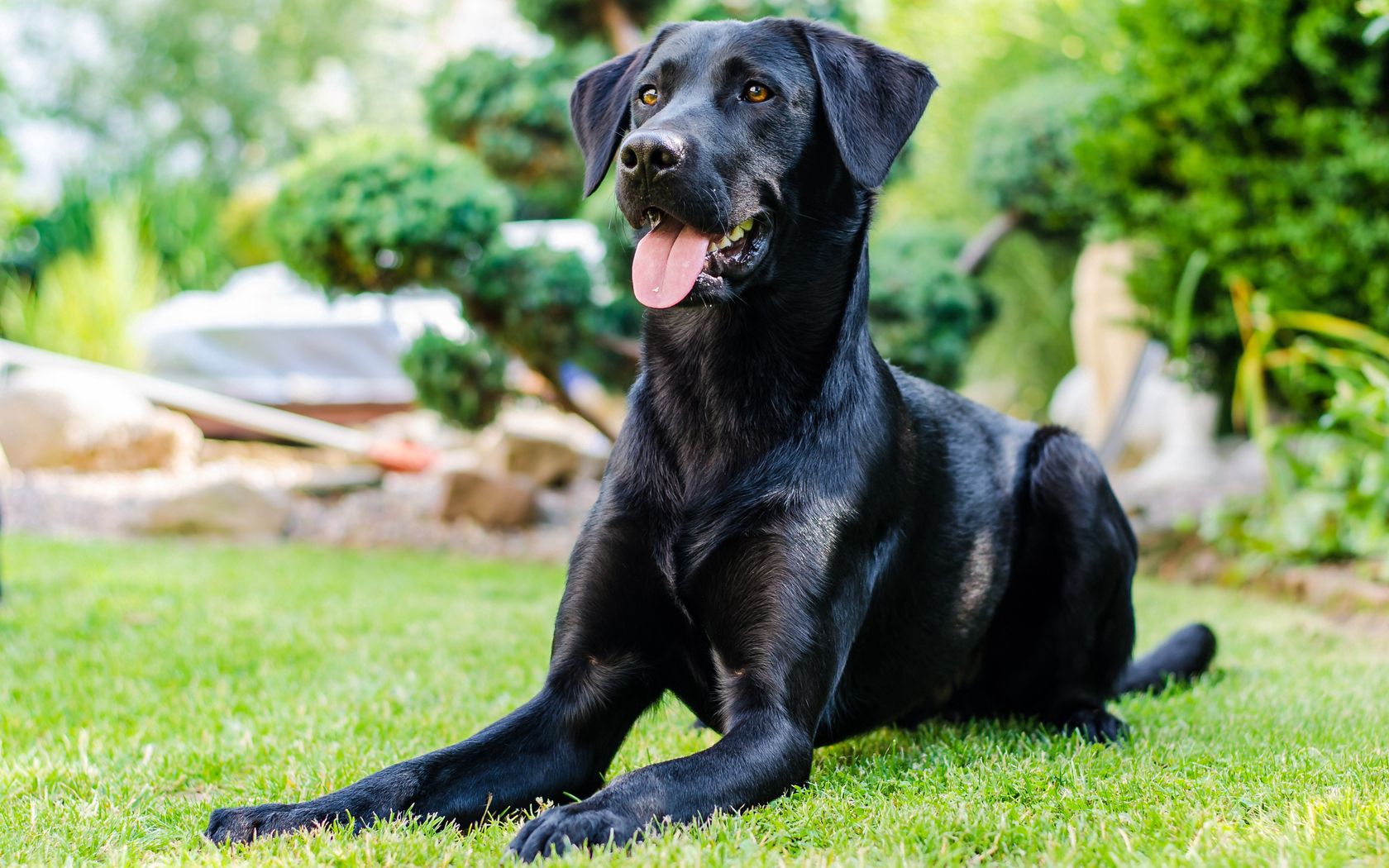 dog, grass, lie down, rest