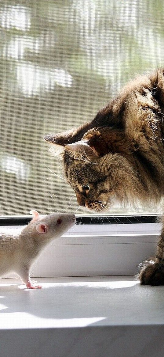 cat, rat, window sill, familiarity