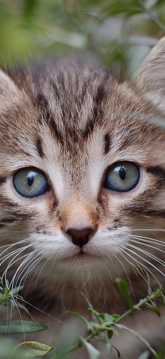 cat, grass, leaves, look out, kitten