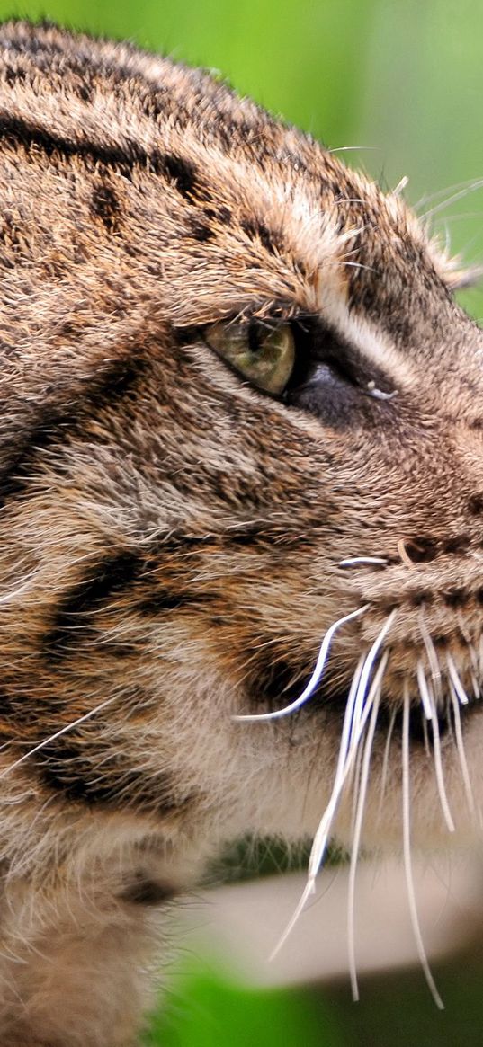 fisher cat, face, profile, spotted