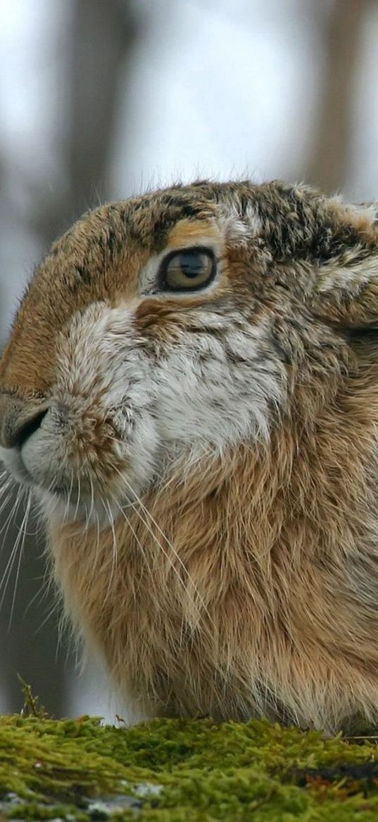 rabbit, hare, fluffy, ears