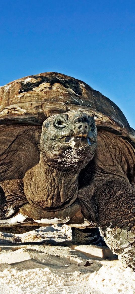 tortoise, shell, sand