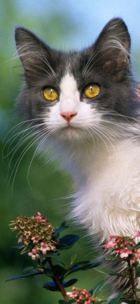 cat, tree, flower, climb, curiosity