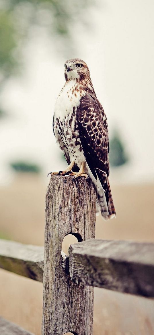 falcon, bird, fence, grass