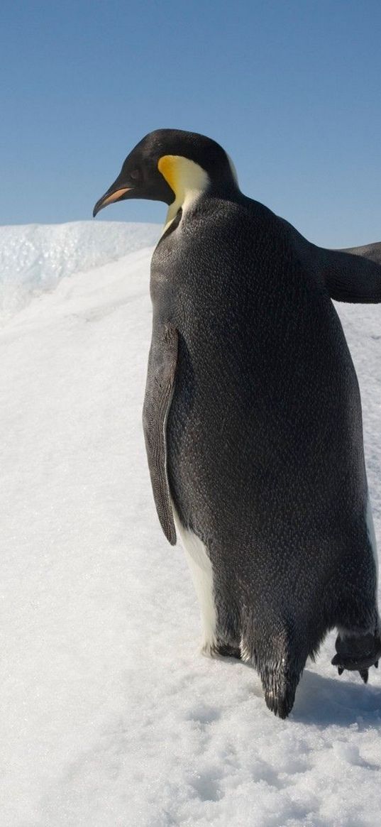 penguin, snow, walk, antarctica