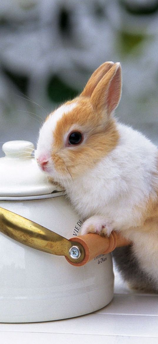 rabbit, tea, beautiful, table