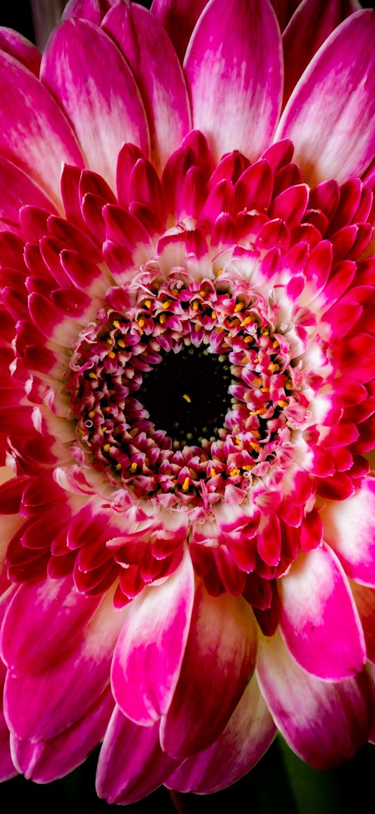 gerbera, petals, flower, pink, macro