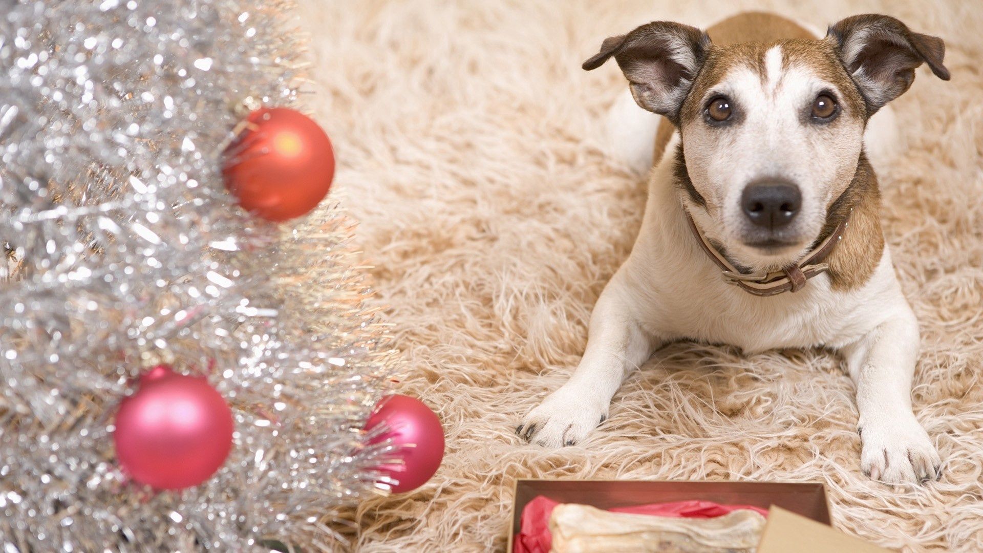 dog, carpet, new year