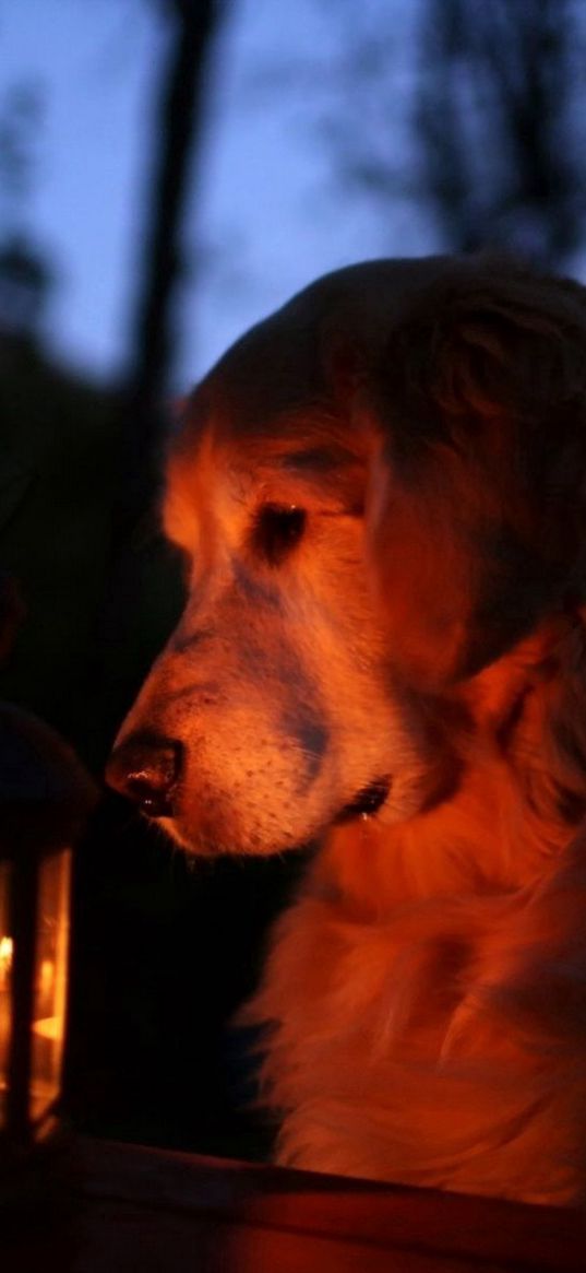 dog, lantern, light, shadow