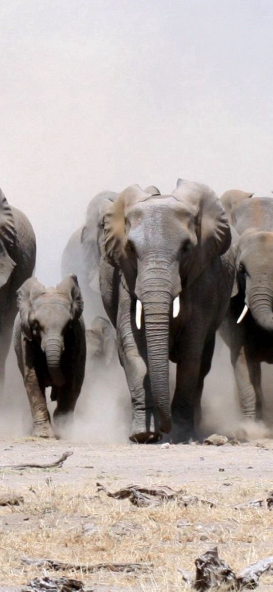 elephants, many, sand, dust, run