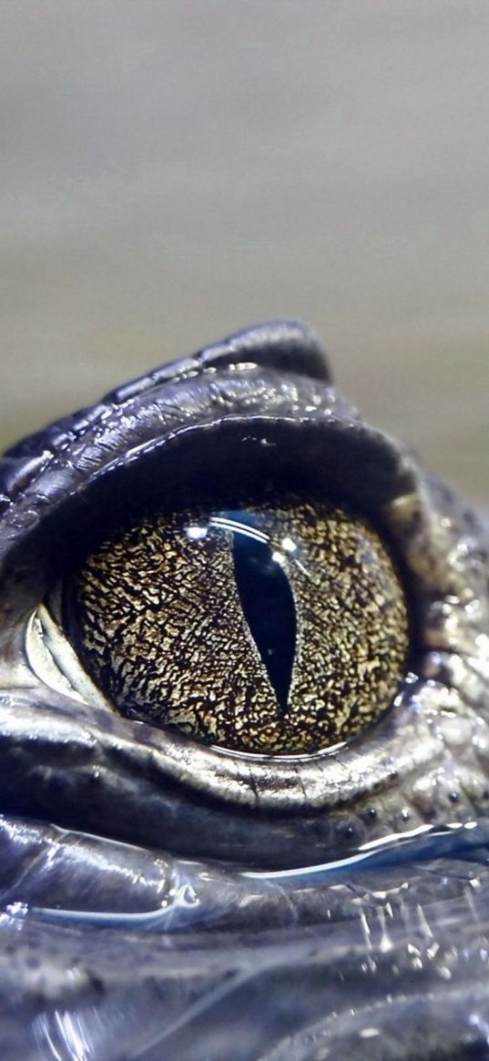 crocodile, eyes, dangerous