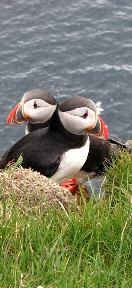 puffin, couple, bird, grass