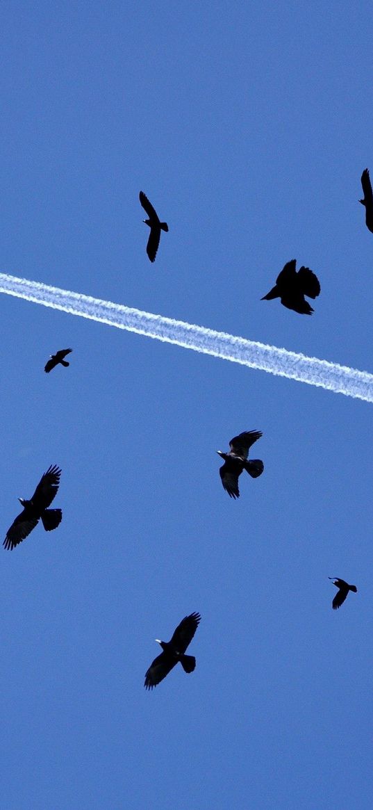 birds, flying, sky, flock