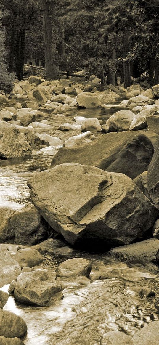 stones, river, tree, roots, trunk, black-and-white