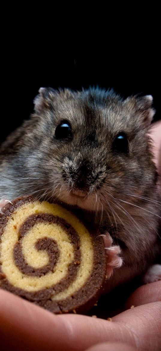 hamster, hands, arms, cookies