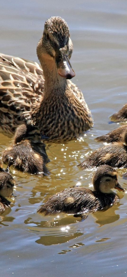 duck, family, many, swim