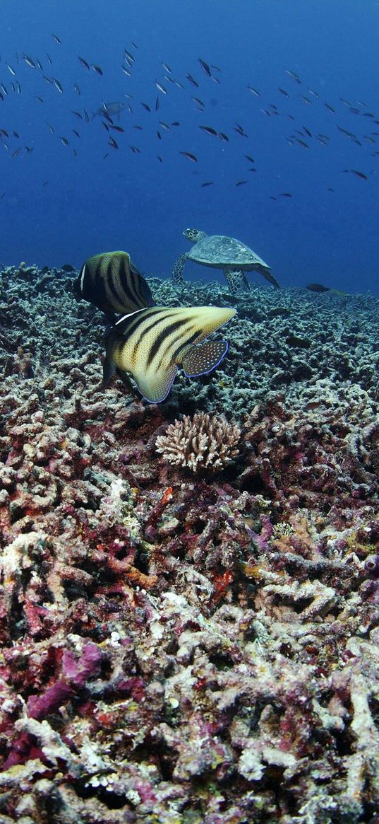 fish, underwater, turtle