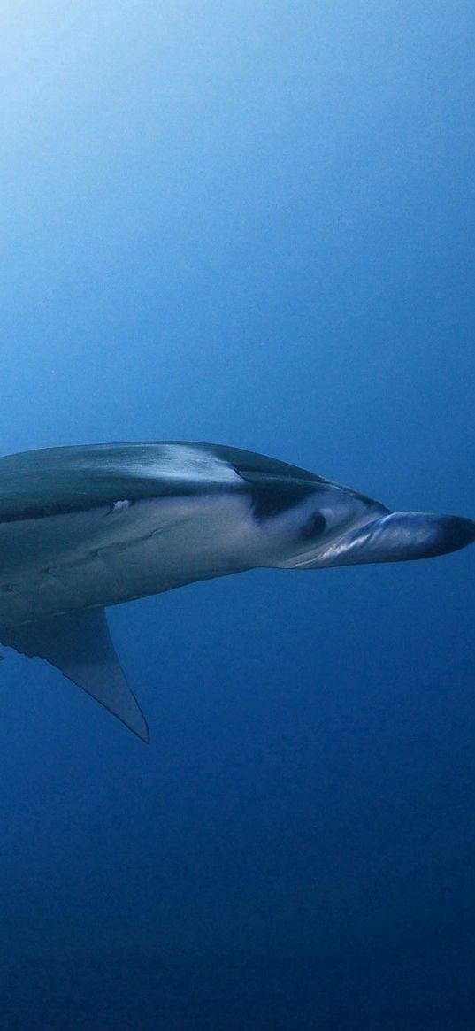 stingray, sea, underwater, swim