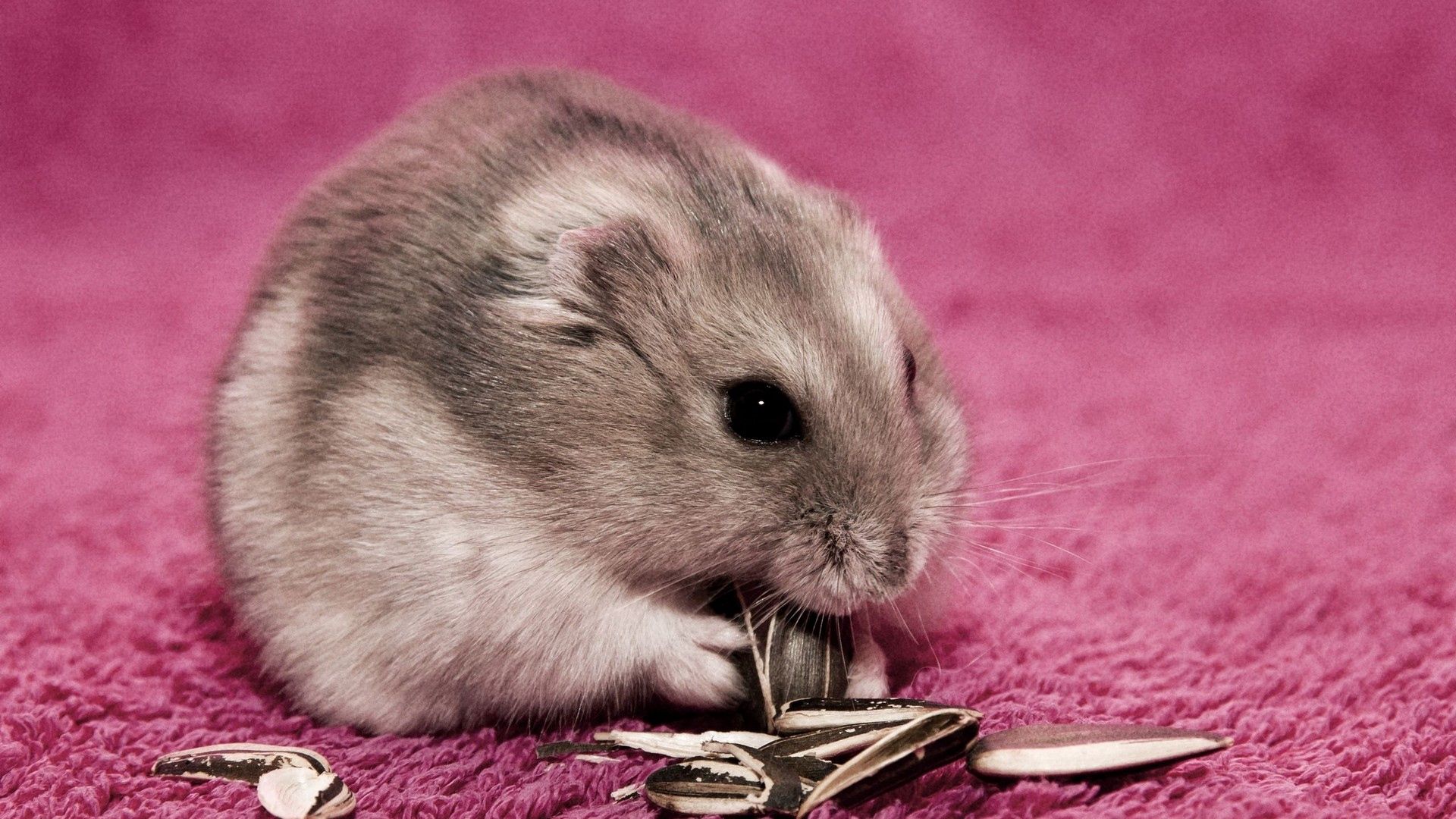 hamster, seeds, food, mat