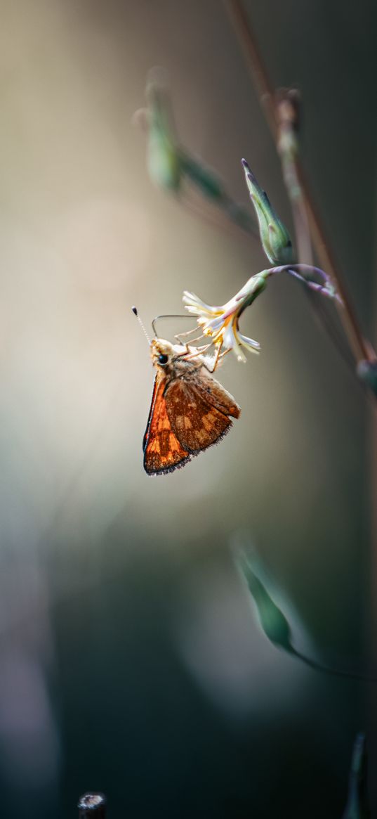 skipper, butterfly, flower, macro