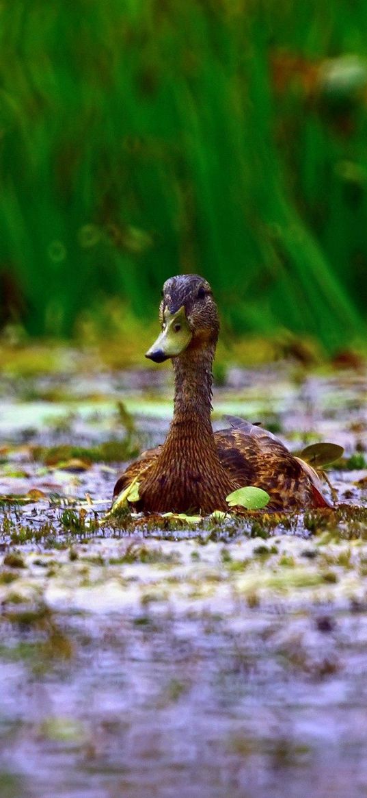 duck, grass, swim, beak