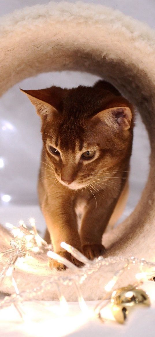 cat, photo shoot, sitting, snout