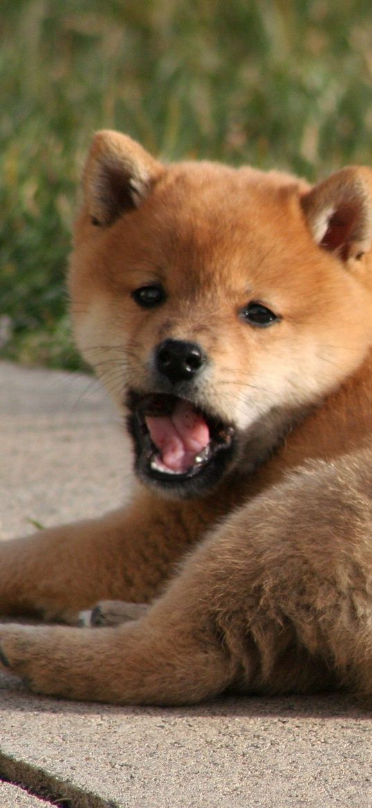 puppy, yawning, grass, lie