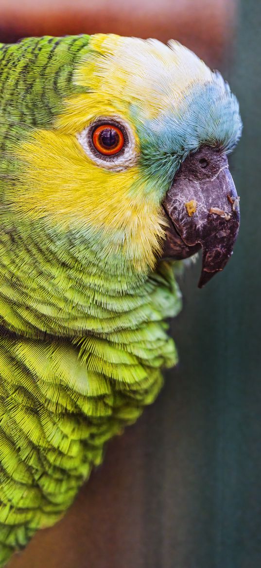 amazon, parrot, bird, beak