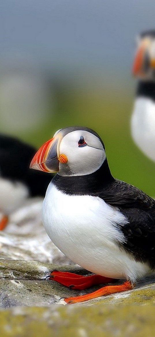 puffin, bird, flock, sit