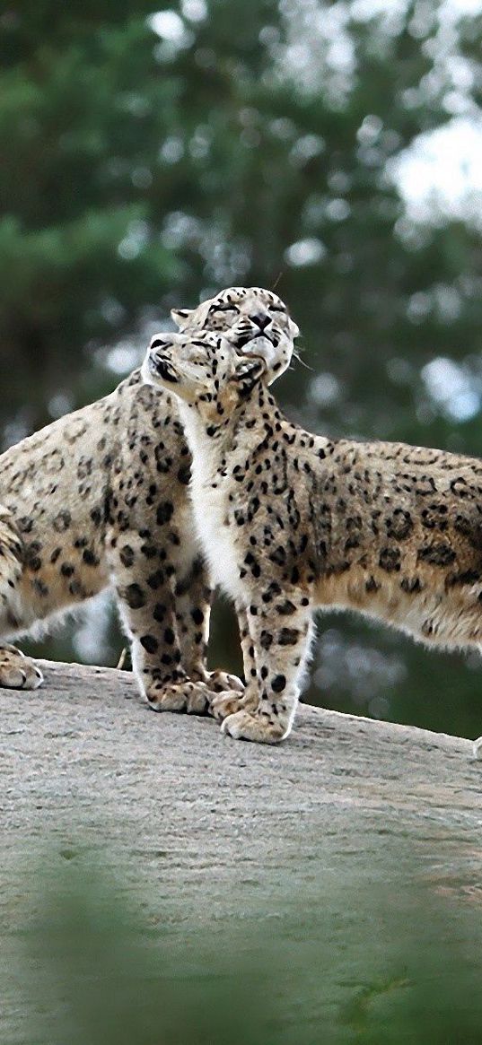 snow leopards, big cats, predators, playful, stones