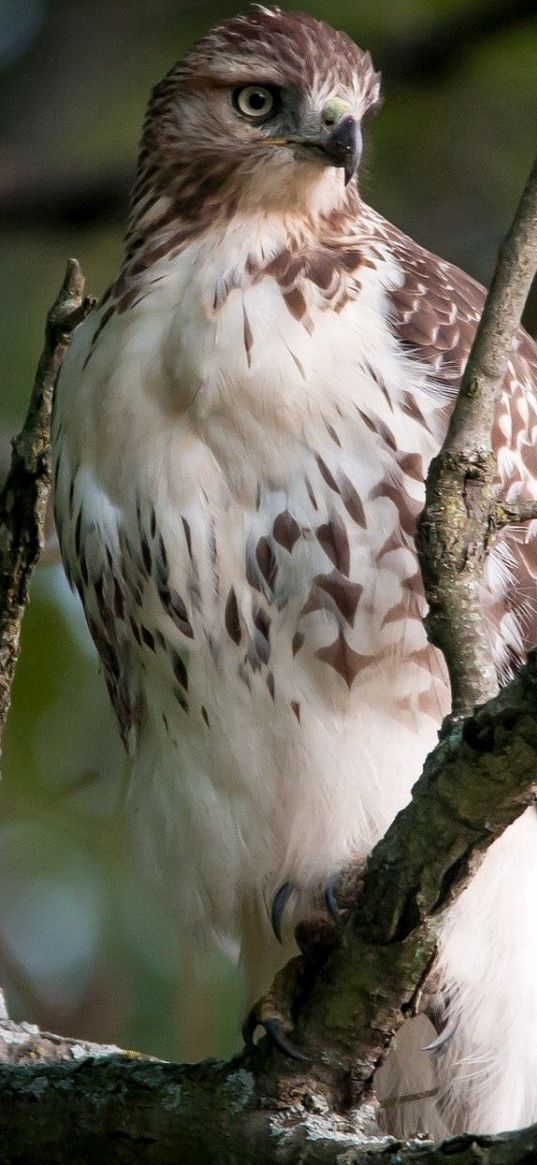 bird, eagle, branches, predatory, sit