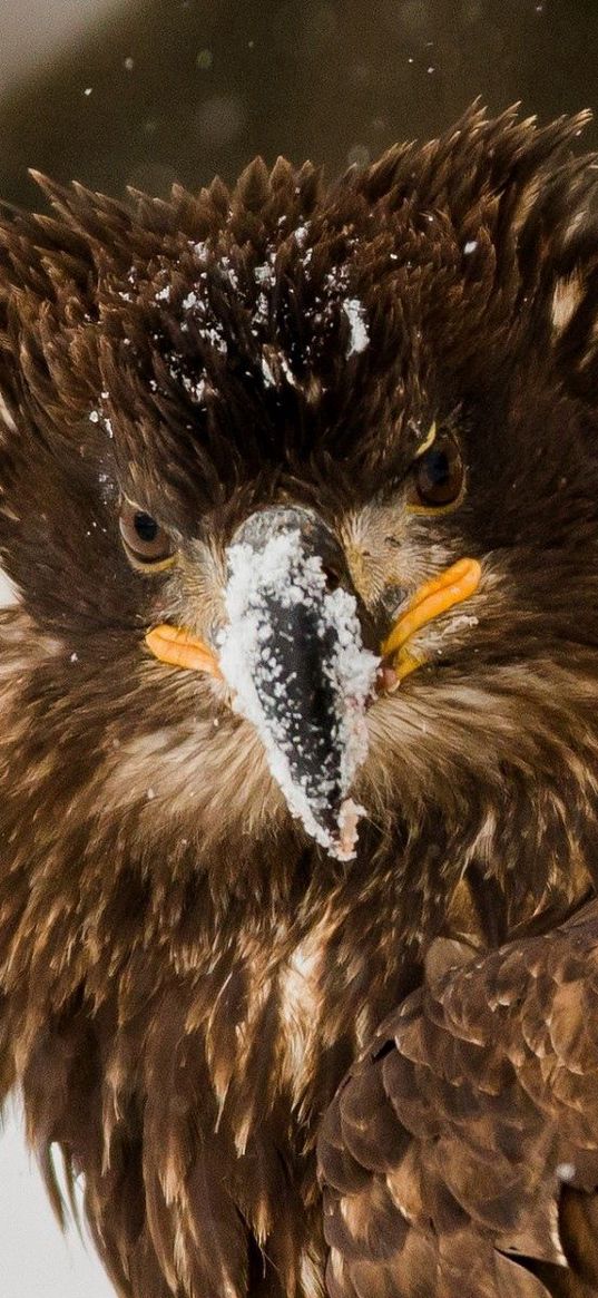 bird, eagle, snow, disheveled