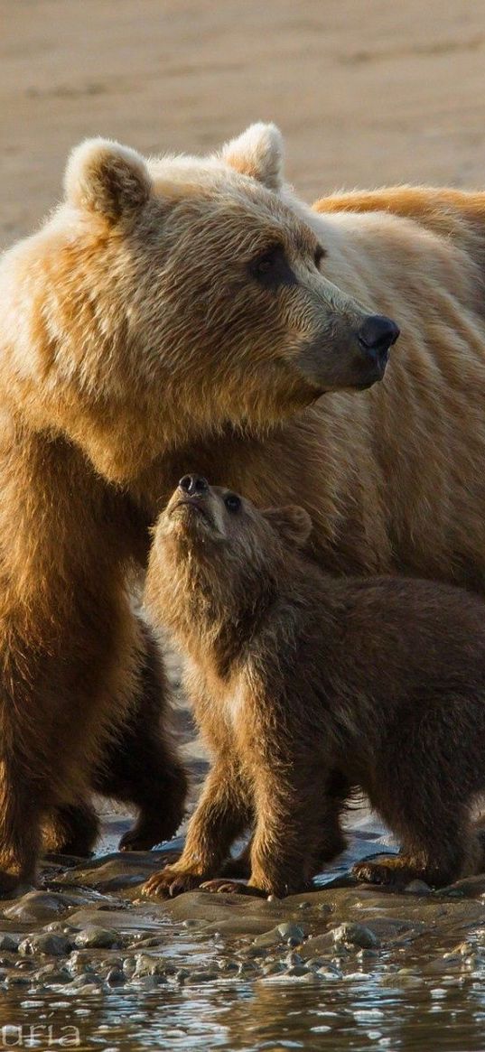 bears, cubs, family, sand