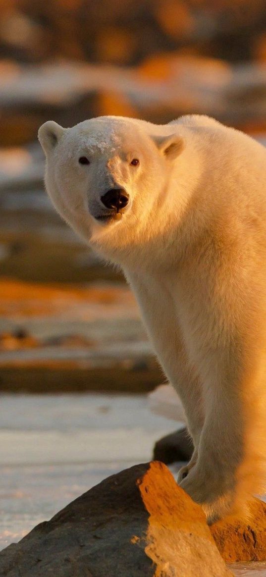 polar bear, stand, lights, large