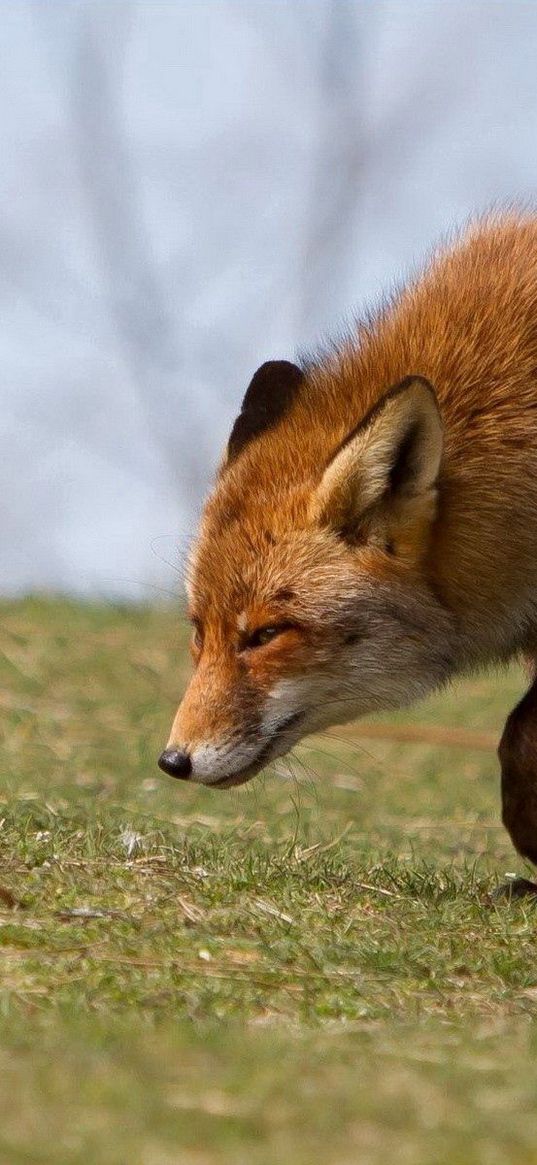 fox, grass, running, scared