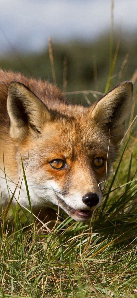 fox, grass, hunting, muzzle, eyes