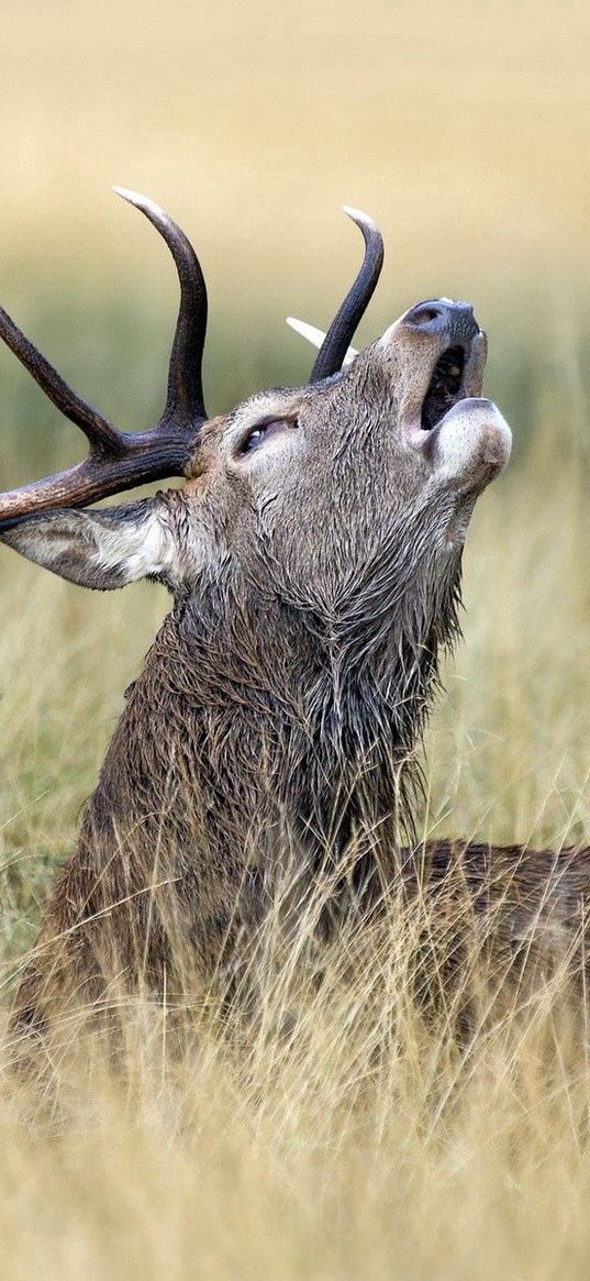 deer, grass, walking, golf