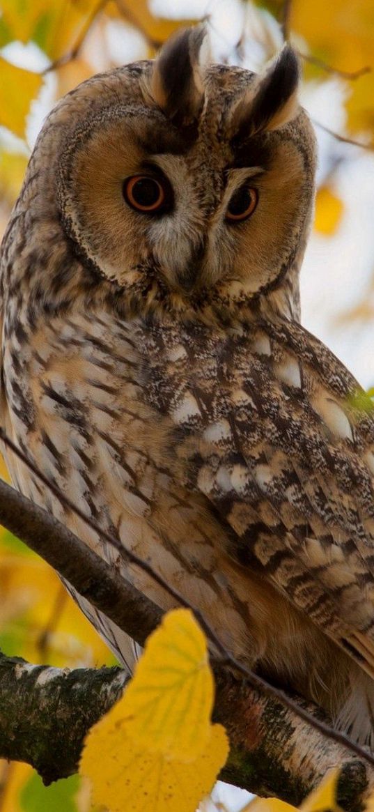 owl, leaves, wood, hide