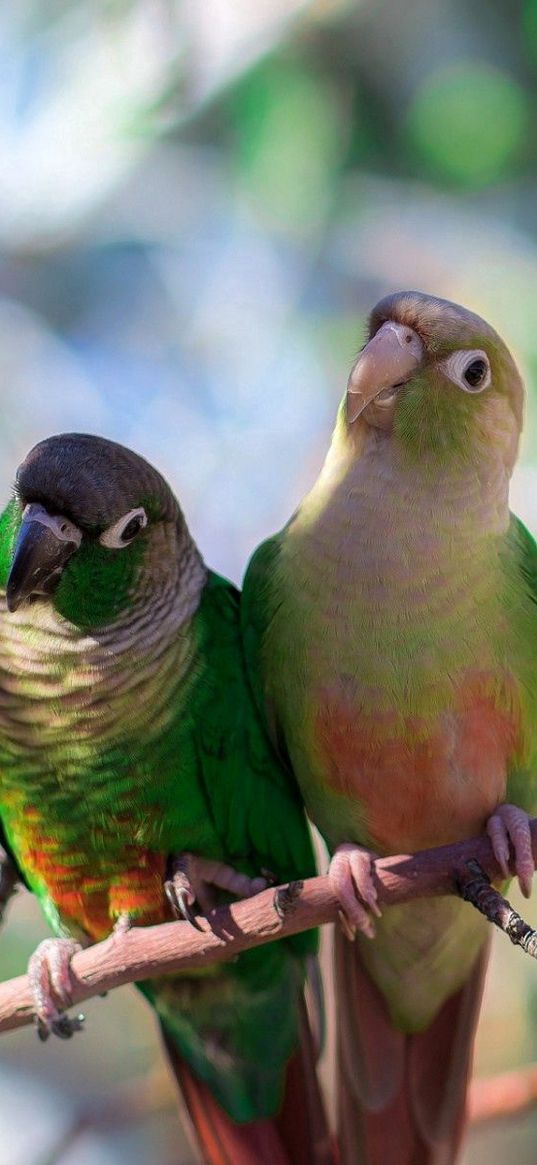 parrot, branches, sit, bird, color