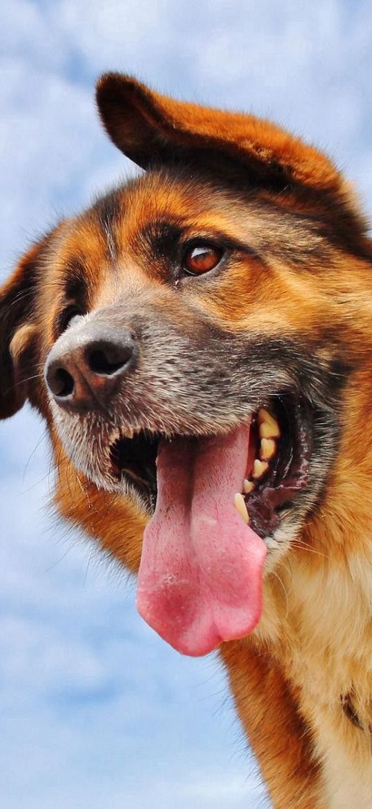 dog, protruding tongue, face, sky, clouds