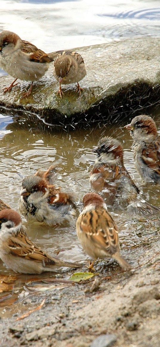 sparrows, river, birds, thirst