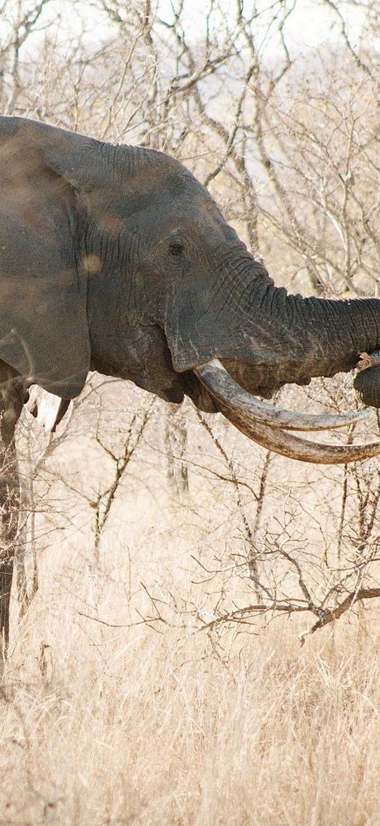 elephant, forest, tree, walk