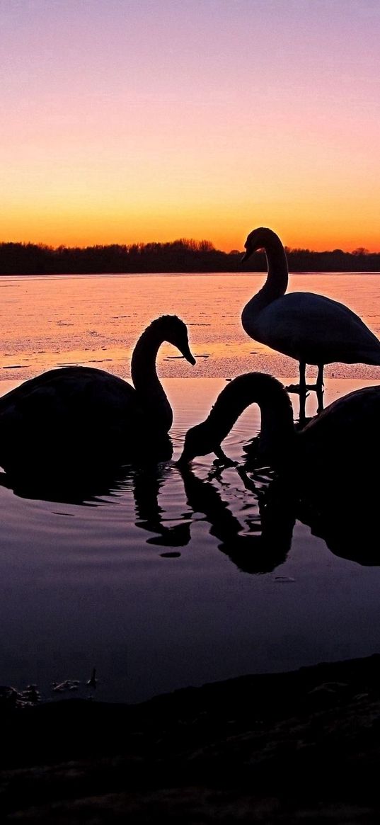 swans, river, sunset, birds