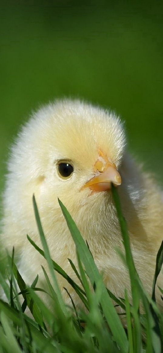 chicken, grass, hidden, small, defenseless