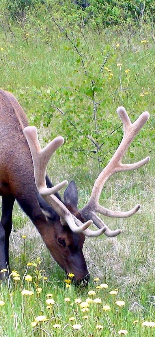 deer, antlers, grass, flowers