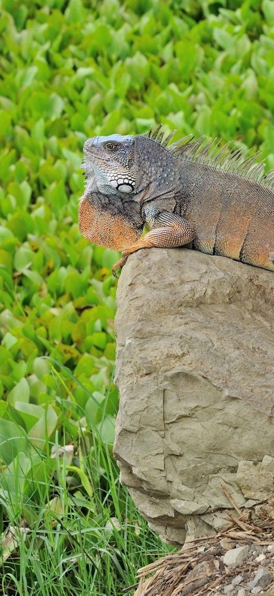 lizard, large, stones, grass