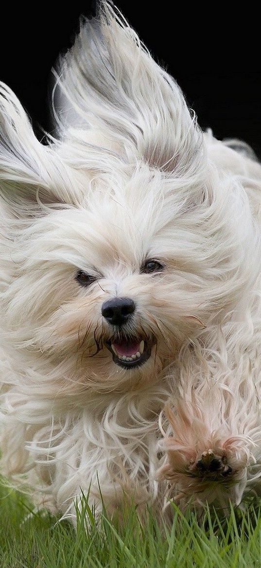 dog, grass, run, fluffy